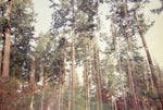 Why our compostable packaging is FSC® certified